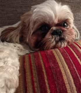 Shih tzu hot sale fur turning red